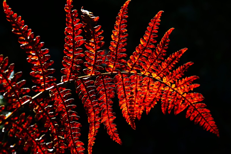 illuminated, orange color, conifer, united kingdom, fireworks, freshness, tones, bolderwood, leaves, night, selective focus, flora, outdoors, fern, black background