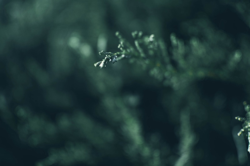 forrest, tranquility, nikon, photo, cold temperature, no people, green, trees, coniferous tree, beauty in nature, close-up, freshness, nature, backgrounds