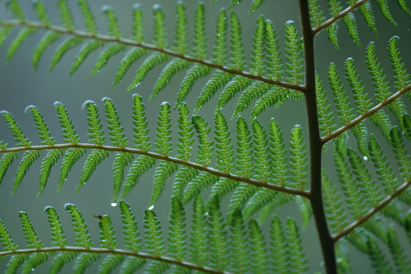fern, environment, no people, pattern, 5K, garden, bright, growth, color, natural pattern, plant part, close-up, nature, beauty in nature, green fern