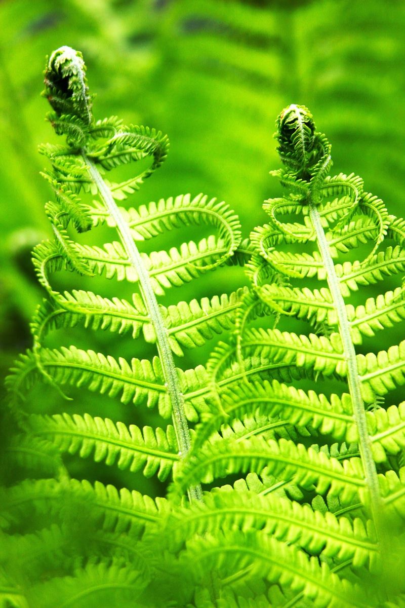 fern, close-up, focus on foreground, vulnerability, tree, day, 4K, nature, outdoors, selective focus, no people, green color, leaf, plant part, male fern