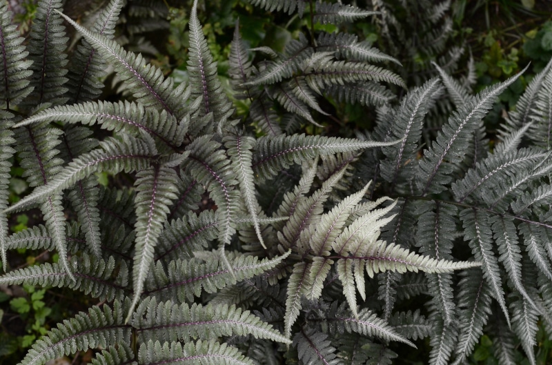 leafed, branch, contrast, botany, green, dull, nofilter, fern, green Color, pattern, 4K, white, closeup, macro, desaturated, forest, tree, basel botanical garden