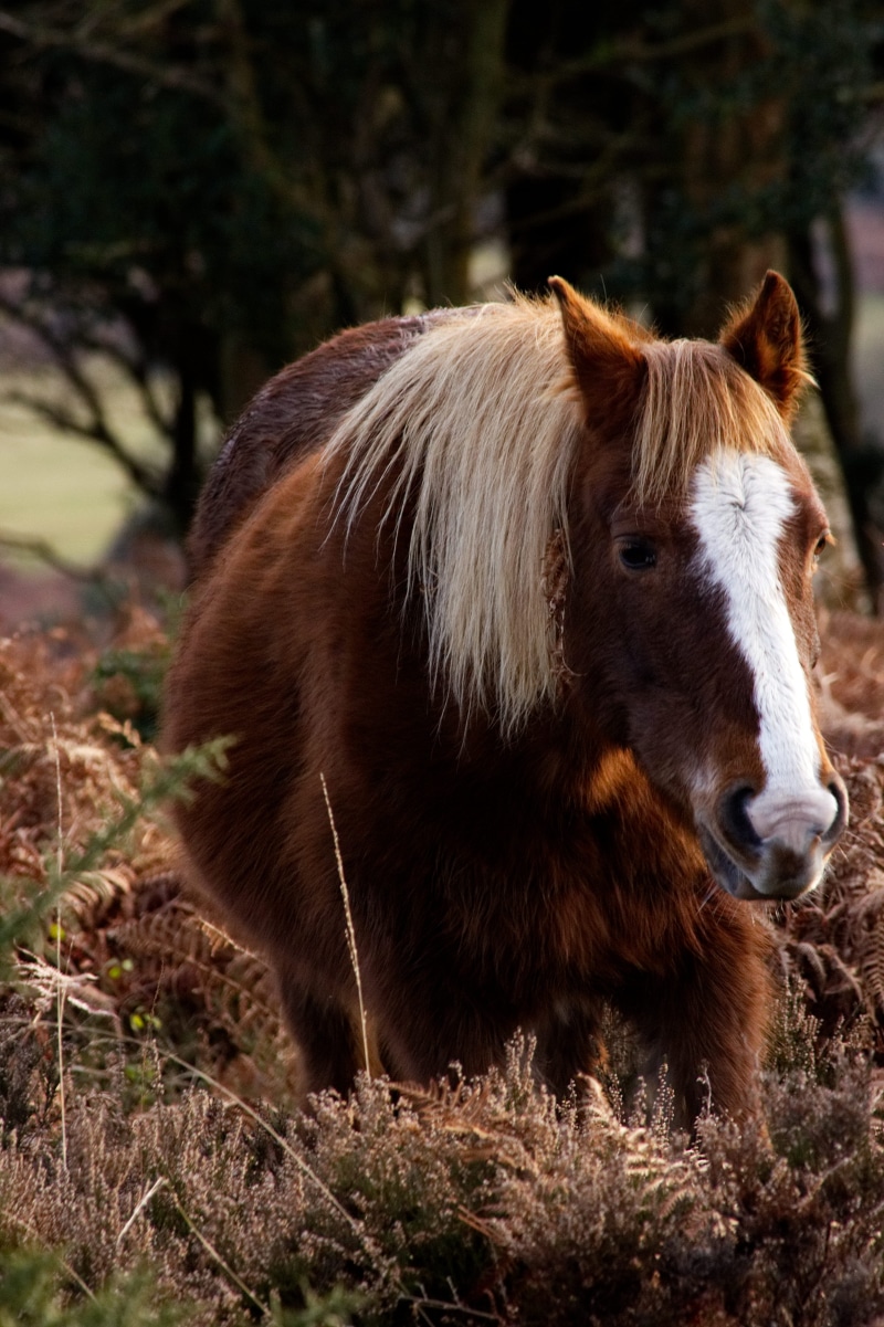 coated, farm, mane, white, focus on foreground, grass, animal wildlife, bracken, bush, animals And Pets, outdoors, animal Head, day, land, domestic animals