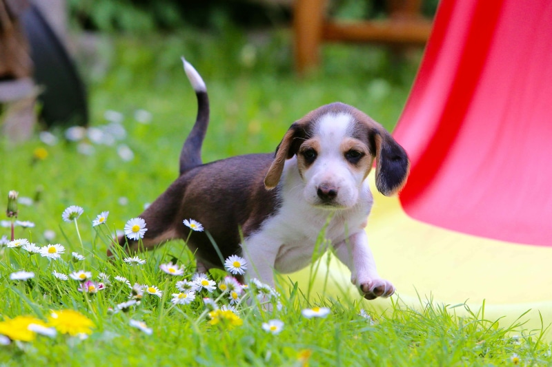beautiful, mammal, deutsche bracken, domestic animals, grass, dog, plant, attention, young animal, meadow, dog look, puppy, flowering plant, 5K, animal head