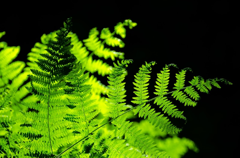 twig, botanic, no people, focus, botanical, background, green, wild, freshness, focus on foreground, season, outdoors, beauty in nature, day, Ferns, close-up