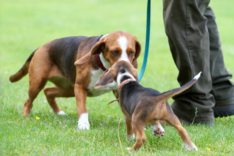 dog, human leg, outdoors, dog look, puppy, grass, vertebrate, plant, beautiful, people, meadow, canine, small dog, standing, 5K, one animal, low section