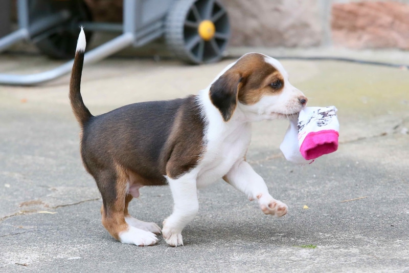 looking, beagle, cute, attention, small, puppy, animal themes, animal, beautiful, one animal, young animal, pets, small dog, focus on foreground, day, dog look