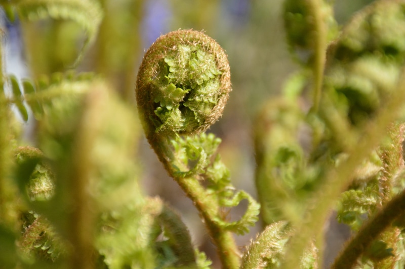 day, green, selective focus, beginnings, nature, growth, 5K, spring, green color, focus on foreground, beauty in nature, sunlight, close-up, no people