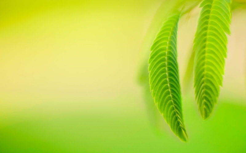 leaves, windows, palm leaf, foliage, growth, leaf, studio shot, plant part, widescree, green, land, plant, backgrounds, frond, close-up, 1080P, beauty in nature