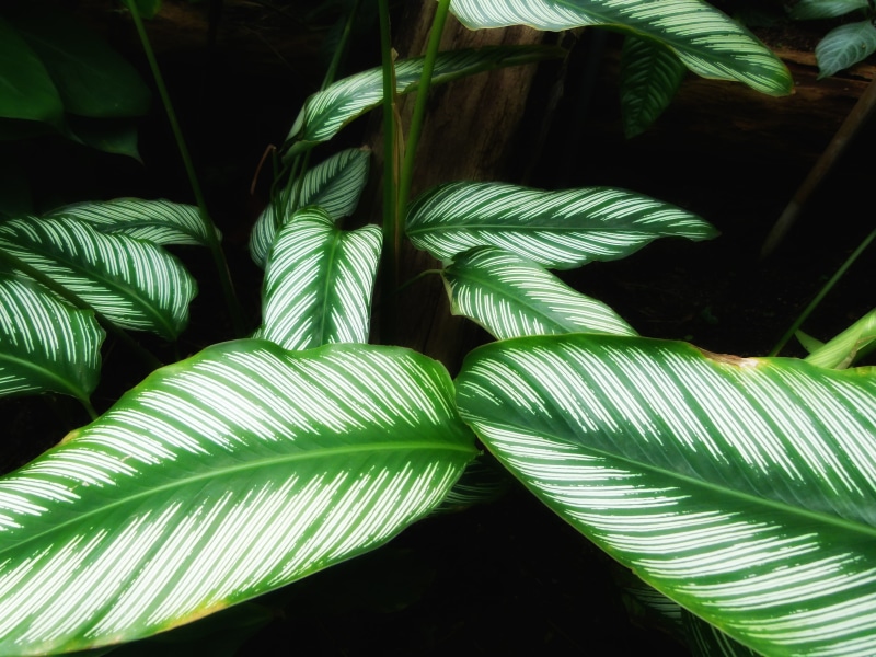 tranquility, growth, plant part, tropical climate, frond, beauty in nature, green, tree, plant, botany, Leaves, leaf, palm leaf, green color, Calathea Ornata