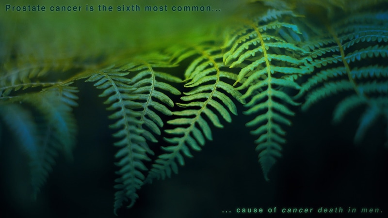 plant, plant part, freshness, backgrounds, no people, selective focus, palm leaf, fern, beauty in nature, tree, green, coniferous tree, leafed, green color