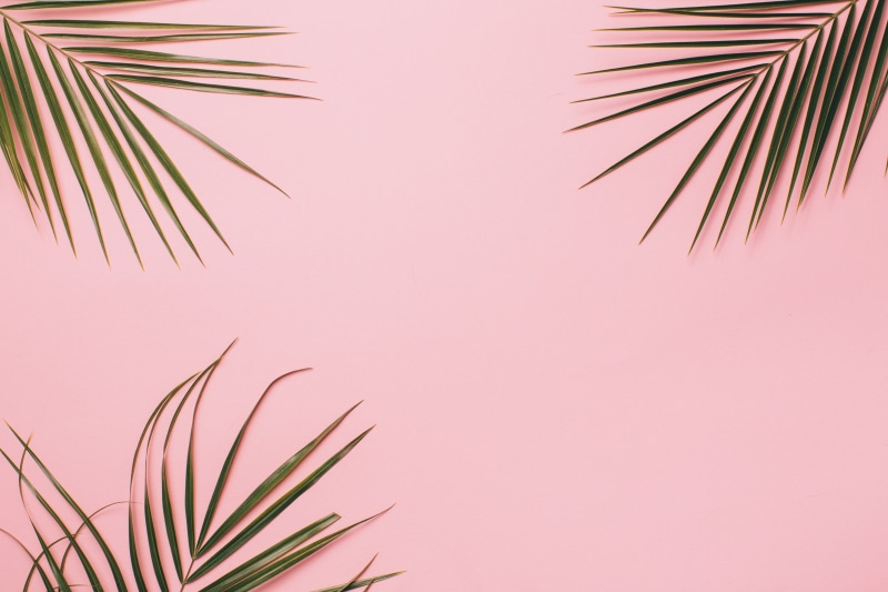 nature, three, Texture, needle - plant part, plant part, plants, palm leaves, 5K, studio shot, frond, no people, palm leaf, growth, plant, green, pink color