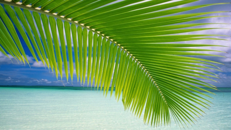 green, land, leaves, outdoors, horizon, plant part, tranquility, leaf, palm leaf, sky, tropical climate, beauty in nature, plant, palm tree, day, no people