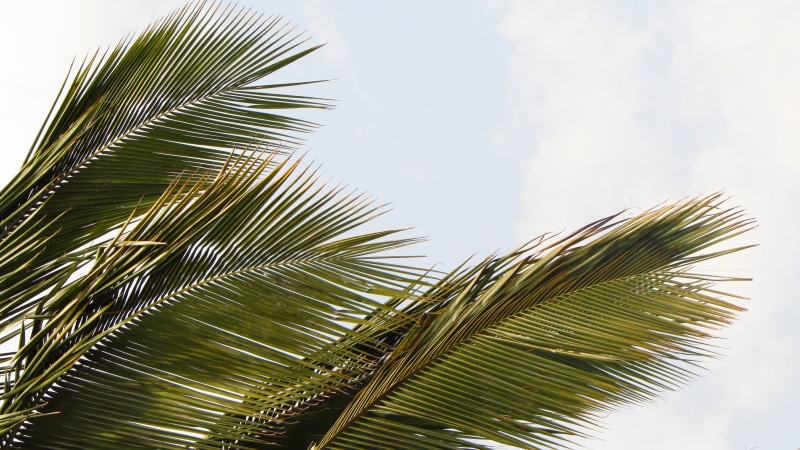 no people, tropical tree, sunlight, beauty in nature, rainforest, tranquility, palm leaf, coniferous tree, leaf, frond, 2K, coconut palm tree, plant, green