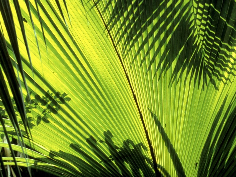 leaf, tree, plant part, no people, nature, plant, coconut palm tree, freshness, palm tree, close-up, tropical tree, 720P, palm leaf, green color, frond