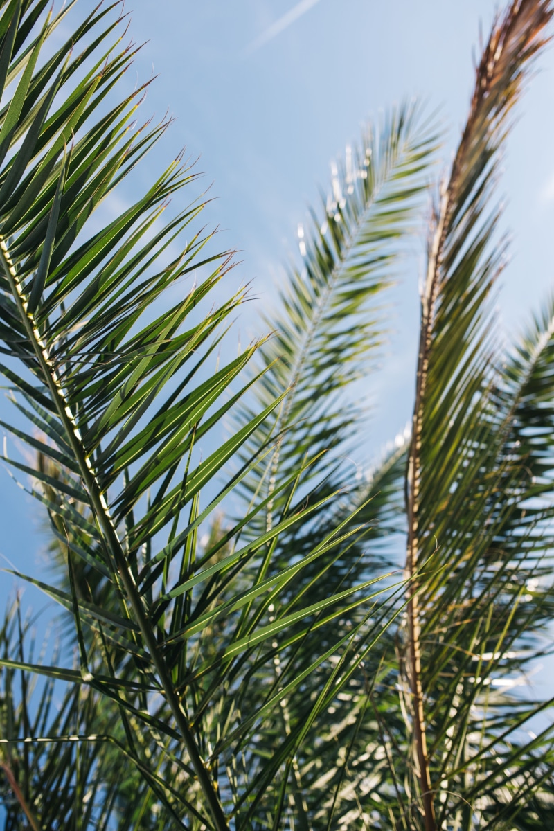 grass, coniferous tree, outdoors, low angle view, tree, tropical, day, green Color, growth, sago palm, clear sky, sky, plant, Green, close-up, tropical climate