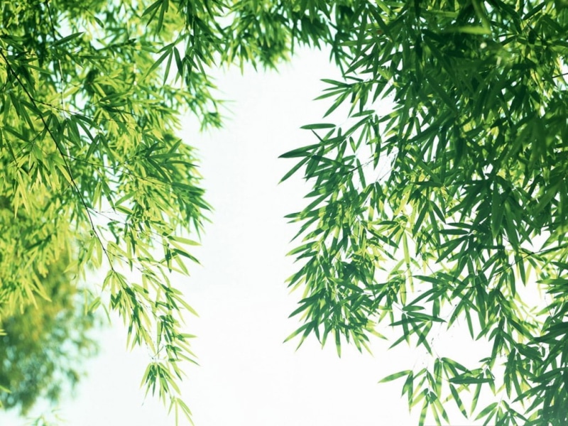 inside, art, fronds, bamboo fronds, forests, forest, sky view, 480P, nature, hd, bamboo