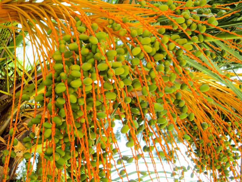 plant part, food, tree, orange color, nature, beauty in nature, change, 5K, fruits, palm, leaves, healthy eating, seeds, exotic, outdoors, frond, autumn