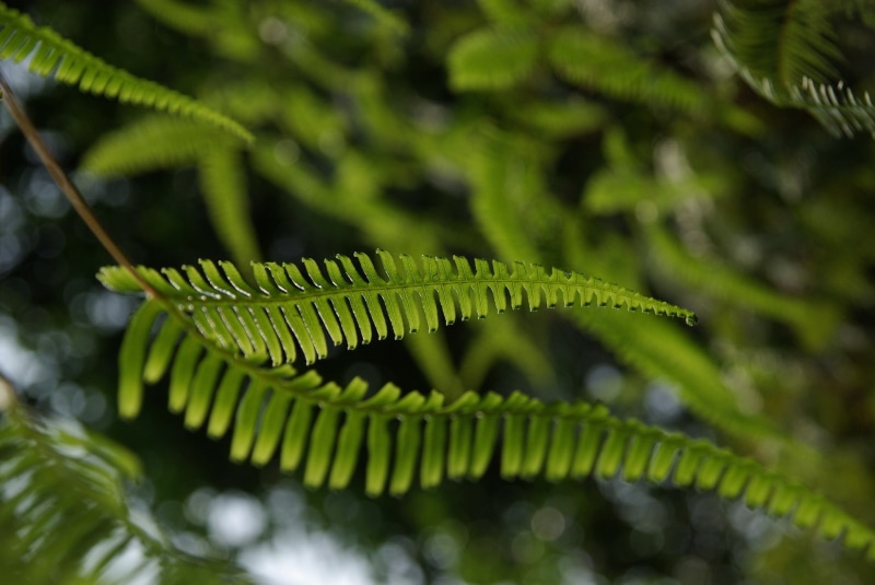 plant, palm leaf, fern, plant part, no people, foliage, green color, coniferous tree, outdoors, growth, close-up, natural pattern, macro, selective focus