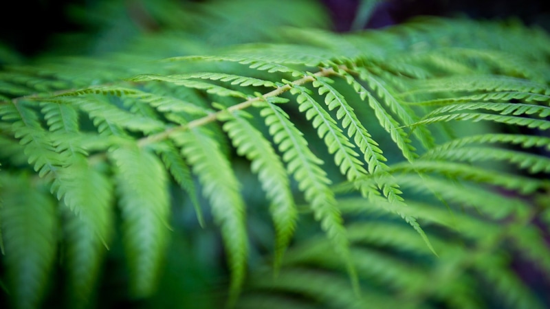 coniferous tree, leaf, plant part, floral, fern, close-up, outdoors, leaves, 1080P, plant, palm leaf, ferns, day, growth, natural pattern, botany, selective focus
