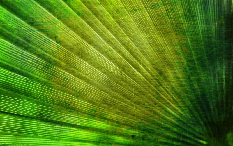 green color, green, full frame, 1080P, no people, abstract, pattern, abstract backgrounds, textured effect, natural pattern, backgrounds, nature, beauty in nature