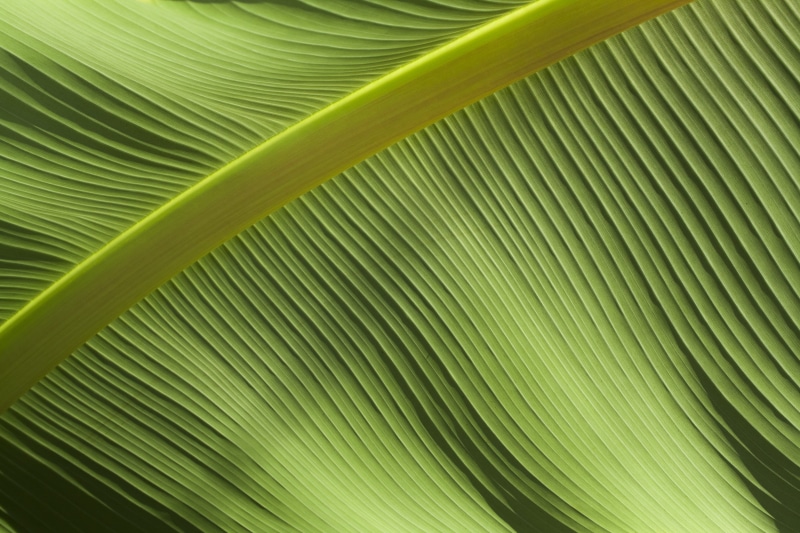 green color, textured effect, plant, untitled, tropical, frond, full frame, leafe, line, palm leaf, plant part, 4K, textured, leaves, leaf, palm tree