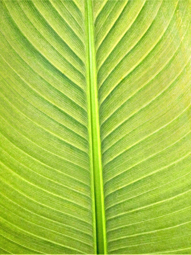 frond, leaves, texture, backgrounds, banana leaf, brightly lit, plant part, outdoors, full frame, palm leaf, plant, nature, 4K, textured, close-up, beauty in nature