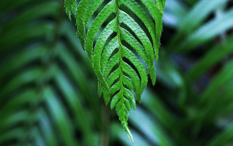 dangling, leaf, frond, 1080P