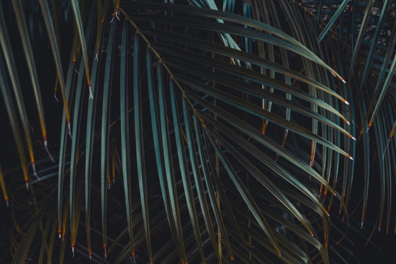 full frame, tree, 5K, light trail, beauty in nature, pattern, palm leaf, backgrounds, abstract, illuminated, palm tree, plant, leaf, growth, night, tranquility