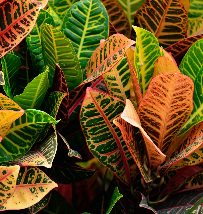 flora, decoration, green color, growing, outdoors, no people, high angle view, selective, houseplant, 2K, decorative, day, natural, yellow, decor, close-up
