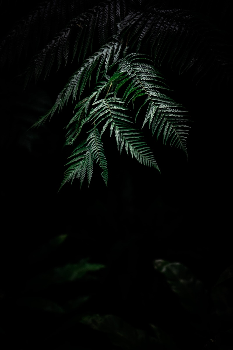 forest, boston, no People, wet, leaf, black Color, rainforest, humid, 5K, palm Tree, beauty In Nature, dark, tropical Rainforest, outdoors, nature, tree