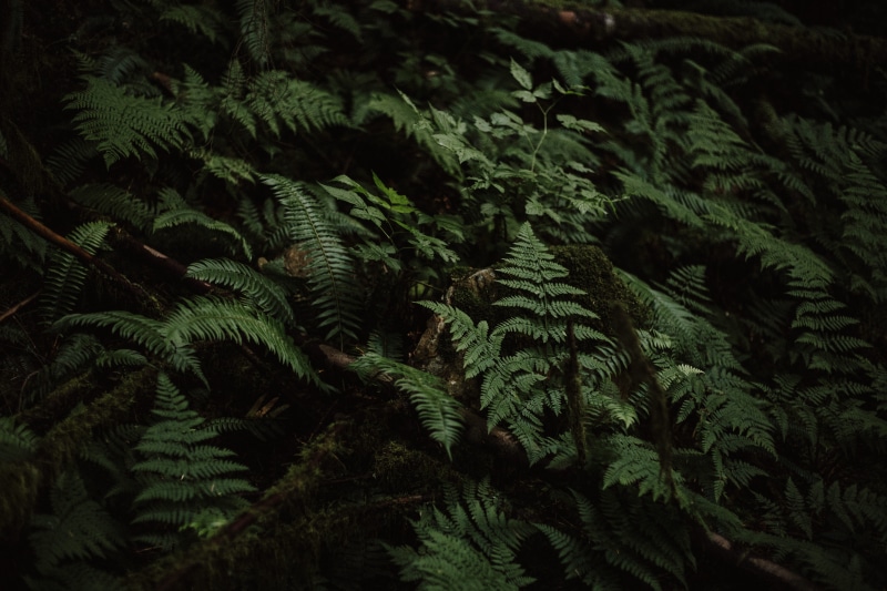 high angle view, growth, backgrounds, tree, land, coniferous tree, full frame, 5K, dark, leafe, grow, beauty in nature, forest, wood, no people, fern
