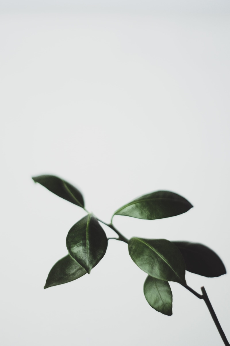 macro, 4K, plant part, vulnerability, isolated, no people, citru, freshness, cut out, white background, growth, orange tree, indoors, detail, green color