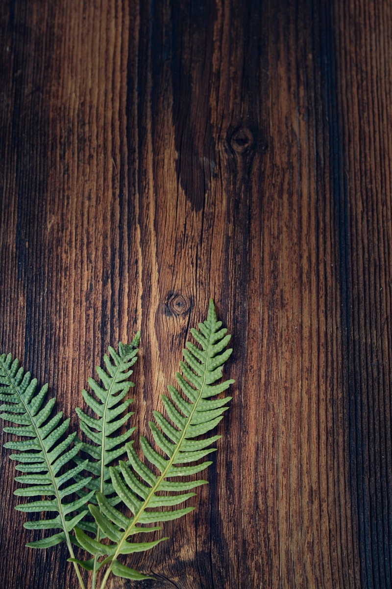wood, green color, plant part, negative space, leaf, no people, plank, green, day, indoors, growth, wood - material, wood grain, sonnenverbrannt, tree