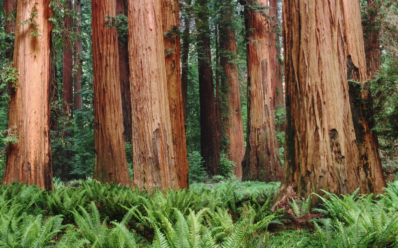 non-urban scene, 2K, wood - material, ferns, fern, trunk, sequoias, woodland, growth, plant, grass, tree, field, tree trunk, tranquil scene, tranquility