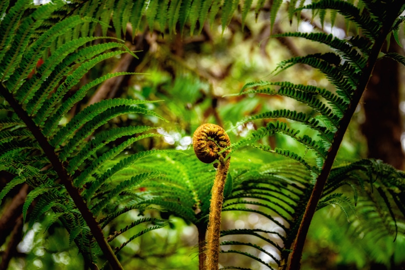 nature, Hawaii, tree, Tropical, plant, tropical Climate, green Color, green, US, 5K, Pāhoa, Kilauea, Ferns, Big Island, fern, Fern  green, green leaf
