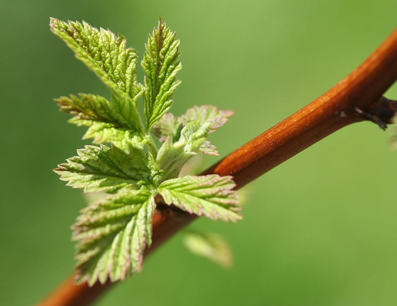shoot, green leaves, raspberry, green Color, branch, nature, leaves, macro photography, macro, 2K, photography, close-up, plant, green, leaf, plants