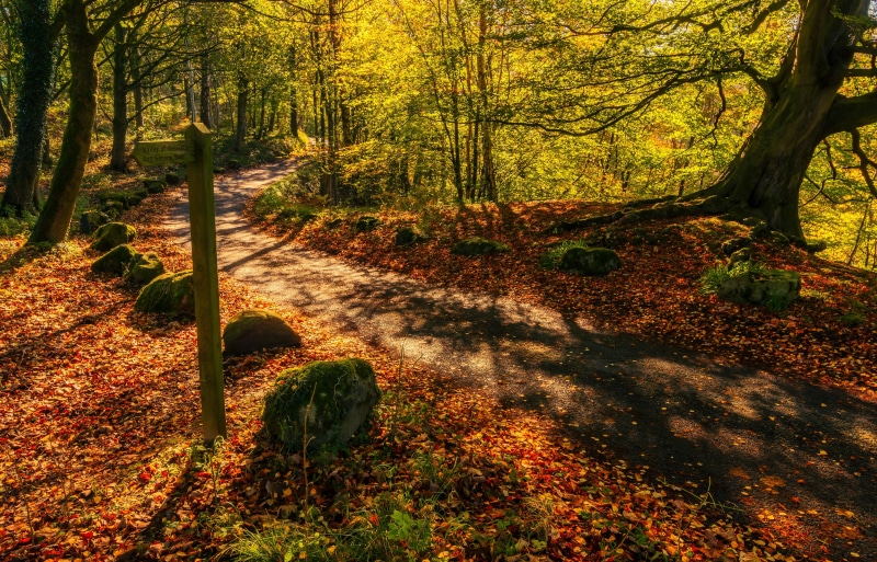 road, North Yorkshire, England, autumn, 5K, forest, Bolton Abbey