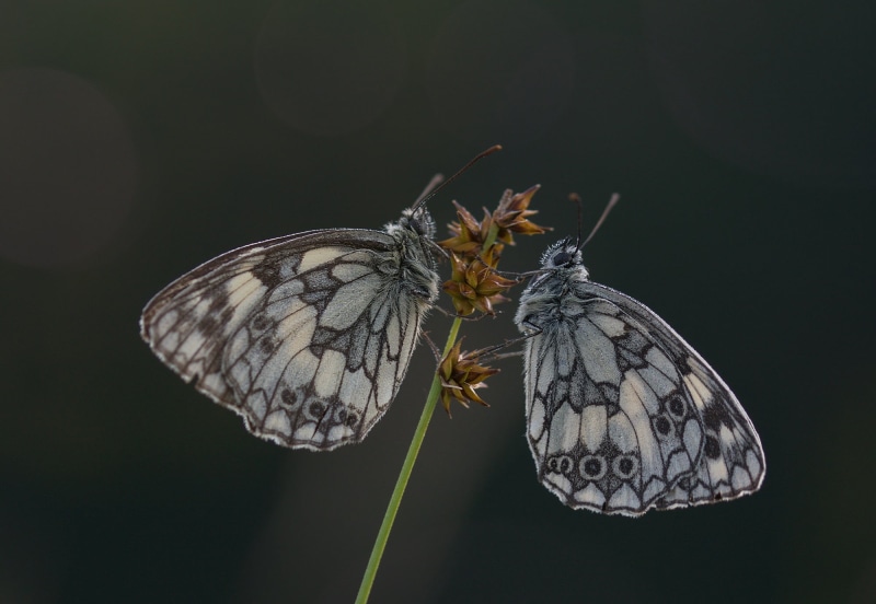 flowering plant, invertebrate, zoology, flower, wild life, edelfalter, two, checkerboard-butterfly, animals in the wild, pair, close-up, animal themes