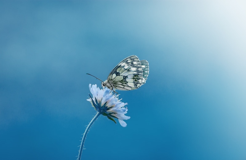 butterfly - insect, invertebrate, 1080P, plant, pollination, animal themes, freshness, petal, flower head, Flower, Blossom, Butterfly, close-up, Bloom