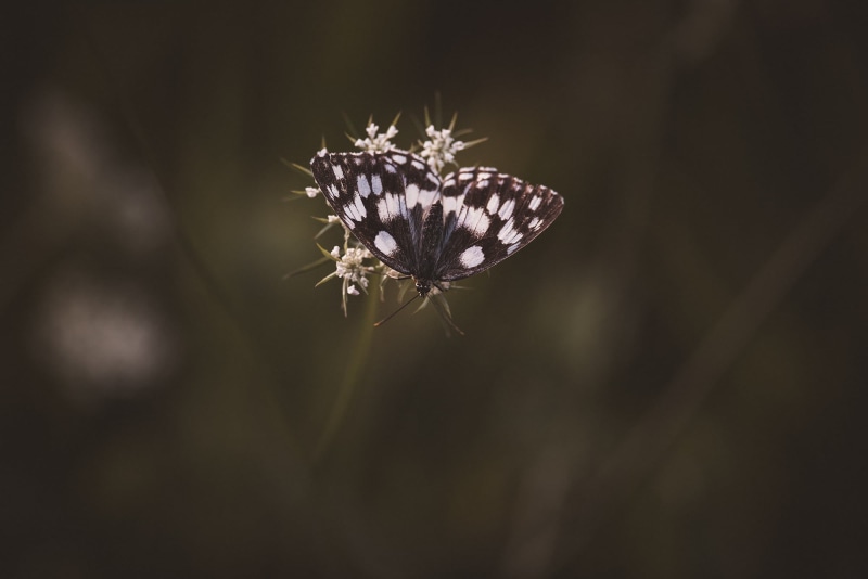 animal themes, landed, flowering plant, petal, twilight, animals in the wild, focus on foreground, pollination, text dom, wilted plant, 1080P, flower