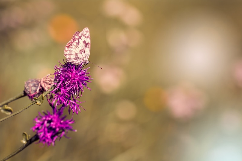 flowerbed, animal, herb, checkerboard-butterfly, butterfly - insect, summer meadow, flight insect, chess board, blossom, summer, satyrinae, close-up, freshness