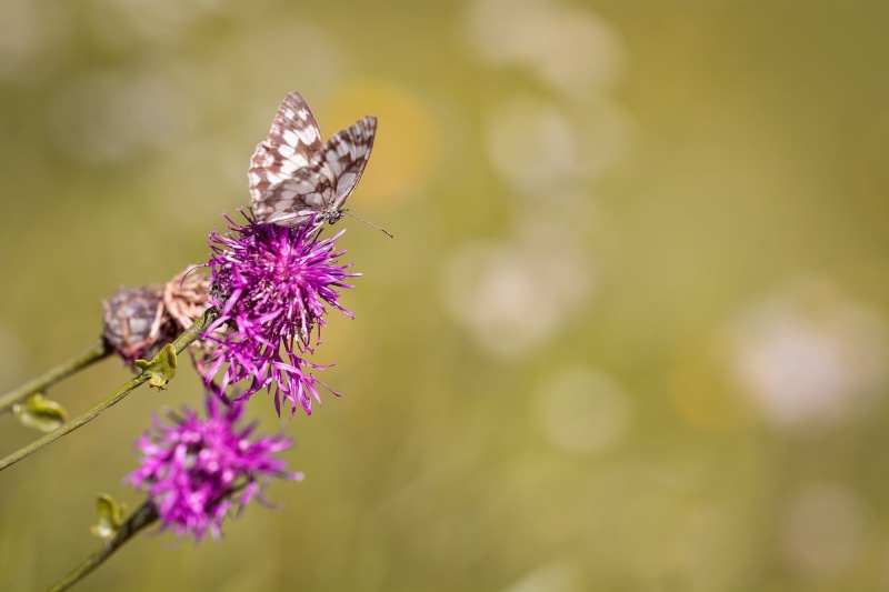 womens board, flower meadow, focus on foreground, petal, beauty in nature, summer meadow, flower, text dom, springtime, outdoors, herb, copy space, flower head