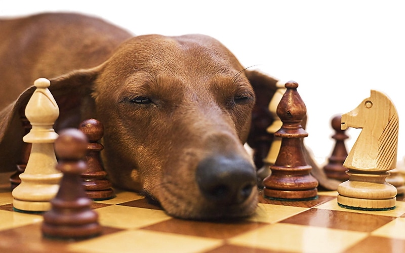 chess, dachshund, 1080P, snooze, intelligence, dog, funny