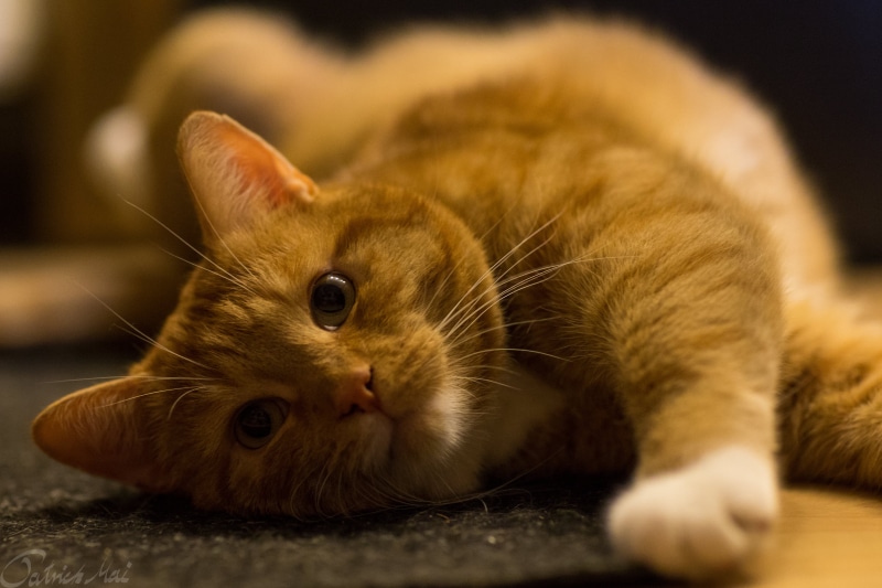 Katze, Cute, shift, brown tabby, Sir, cat, domestic Animals, animal, fur, 4K, brown, lens, photo, tilt shift lens, Orange, tilt, whisker, domestic Cat