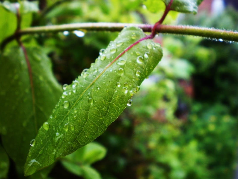 wet, close-up, macro, rain, tilt, freshness, shift, tilt shift lens, nature, plant, leaves, leaf, photography, garden, green leaves, lens, green Color