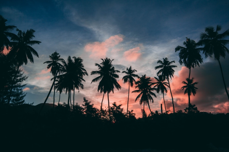 growth, 5K, clouds, sunrise - Dawn, cloud - Sky, palm Tree, exoticism, tourist Resort, sky, travel, tropical Climate, dusk, tranquility, vacations, trees