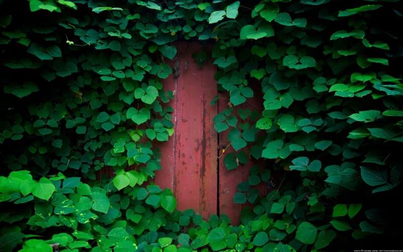 leaf, architecture, full frame, green, blue, nature, beauty in nature, door, day, plant, growth, freshness, clover, corrugated, no people, 720P, wall - building feature