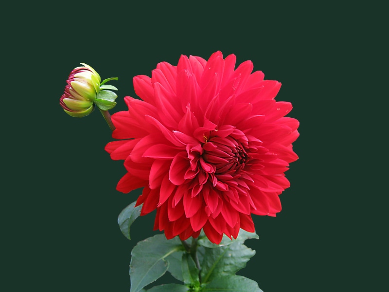 flowering plant, blossom, vulnerability, bloom, flora, plant, black background, indoors, flower head, nature, dahlia, mac, flower