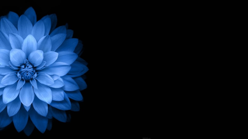 flowering plant, close-up, inflorescence, vulnerability, growth, plant, flower head, 1080P, flower, beauty in nature, flowers, indoors, dahlia, petal