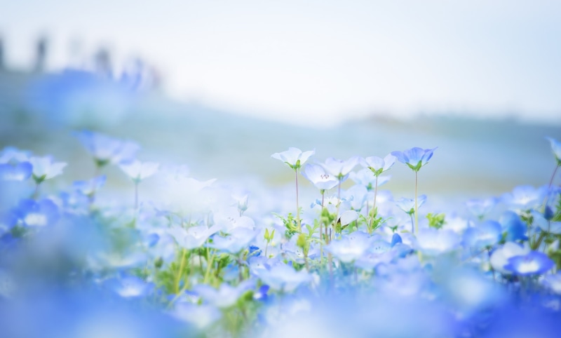 non-Urban Scene, nature, Nemophila, flower Head, blue, purple, scenics, sunlight, outdoors, flowers, 1080P, no People, macro, white, white color, backgrounds